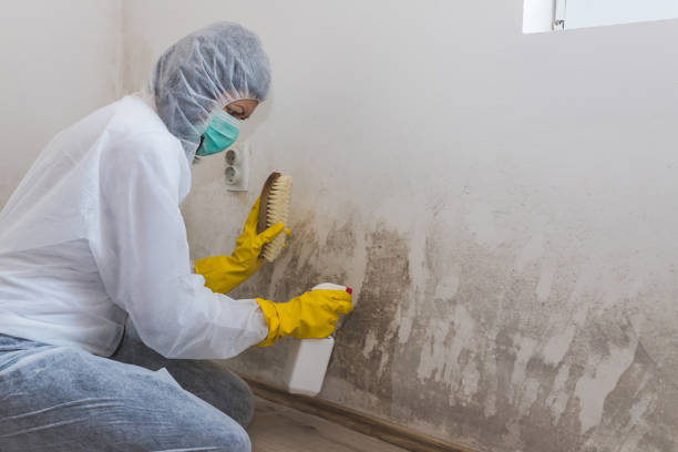 Professional Mold Inspection in Litchfield, MI